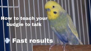 How To Teach Your BudgieParakeet To Talk [upl. by Nadine564]