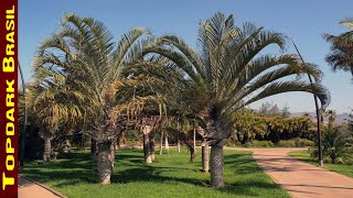 10 Palmeiras mais usadas em paisagismo e jardinagem [upl. by Christoforo]