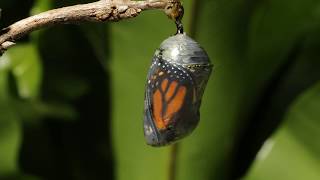 Monarch butterfly emerging time lapse [upl. by Urd]