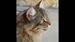 Cats Chirping and Chattering  CAT COMPILATION [upl. by Eronaele823]