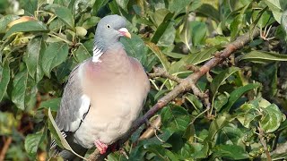 Wood Pigeon Call Columba palumbus [upl. by Dibru329]