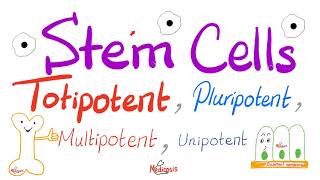 Stem Cells Types Totipotent Pluripotent Multipotent and Unipotent  Teratogens  Biology [upl. by Lulu]