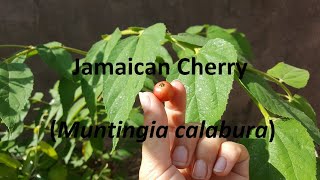 Jamaican Cherry  Muntingia calabura [upl. by Alyehc]