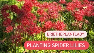 Planting spider lilies [upl. by Meingolda610]