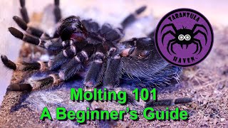 Molting 101  A Beginners Guide [upl. by Alilad192]