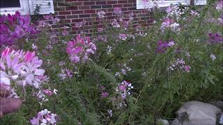 Cleome SpinosaHassleriana properties and uses [upl. by Intyre407]