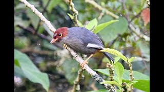 Chestnuthooded Laughingthrush 栗頭噪鶥 [upl. by Drake594]