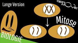 ► Mitose  verständlich erklärt  Lange Version [upl. by Ricarda]