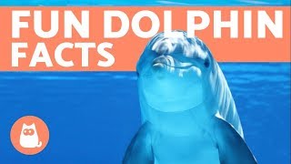 10 Facts About DOLPHINS from Scientific Studies [upl. by Ivz]