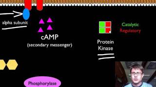 Signal Transduction Pathways [upl. by Norahs782]