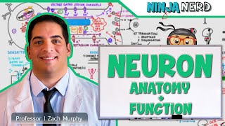 Neurology  Neuron Anatomy amp Function [upl. by Antonin878]