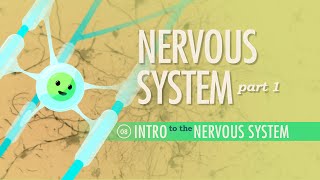 The Nervous System Part 1 Crash Course Anatomy amp Physiology 8 [upl. by Analram]