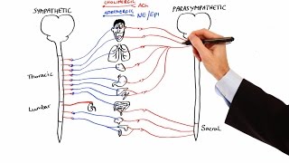 Pharmacology  AUTONOMIC NERVOUS SYSTEM MADE EASY [upl. by Decima]