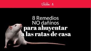 8 remedios NO dañinos para ahuyentar a las ratas de casa  Cocina Delirante [upl. by Julieta648]