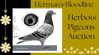 quot Hermans quot Top Class Racing Pigeon Bloodline For Sale In Herbots Pigeons Auction [upl. by Karisa]