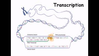 15 RNA structure and RNA synthesis [upl. by Festus484]