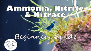 Ammonia Nitrite and Nitrate  Beginners Guide [upl. by Glasgo]