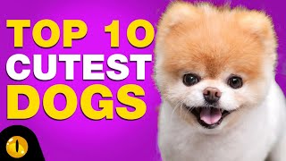 TOP 10 CUTEST DOG BREEDS [upl. by Yralih]