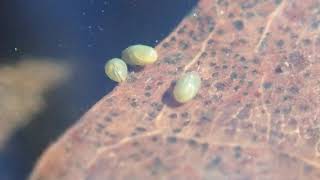 Ostracods  Seed Shrimp [upl. by Nnadroj]