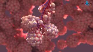 Alveoli 3D Medical Animation [upl. by Moffit]