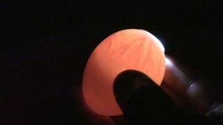 Candling Chick Eggs  Day 7 [upl. by Griswold]