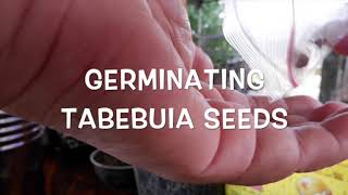 GERMINATING TABEBUIA SEEDS Trumpet Tree [upl. by Nap814]