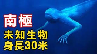 【都市傳說真相】南極未知生物「人間」｜PowPow [upl. by Atoked261]