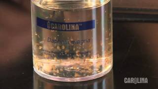 How to Care for Daphnia [upl. by Collie]