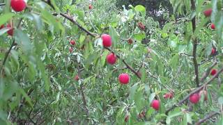 Prunus Angustifolia  The Perfect Permaculture Plum [upl. by Elatan]