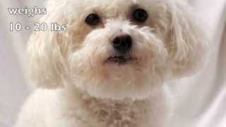 Dogs 101 Bichon Frise [upl. by Anerrol]