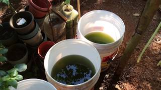 How to grow Green Water Algae [upl. by Dunning302]