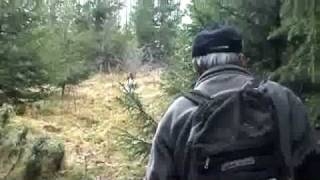 Moose Hunting With Dogs [upl. by Rask]