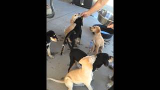 Saluki Puppy training [upl. by Chaffee]