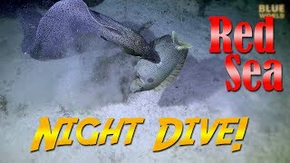 Red Sea Night Dive Moray eel catches a fish [upl. by Gnod]