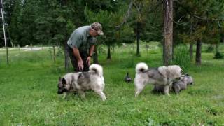 Norwegian Elkhound Puppies at 5 Weeks Old [upl. by Perlis]