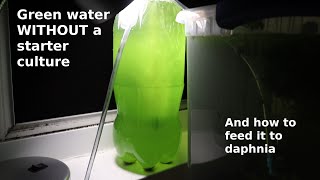 Green Water WITHOUT a Starter Culture  From Scratch  How To [upl. by Nyltyak]