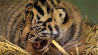 Adorable Tiger Cub Moments Part 1  BBC Earth [upl. by Eenttirb]