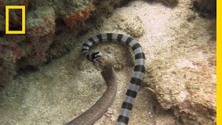 Watch Sea Snake Swallows Eel Whole  National Geographic [upl. by Haek]