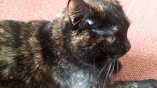 Tortitude our Torti having the last word [upl. by Woehick525]