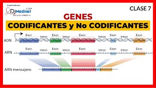 🔴 7 GENES CODIFICANTES EXONES y NO CODIFICANTES INTRONES 🧬 ▶ BIOLOGIA MOLECULAR [upl. by Reggi]