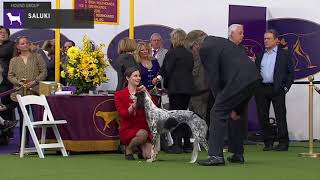 Salukis  Breed Judging 2020 [upl. by Celina]