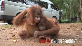 Saving Baby Orangutans From Smuggling  Foreign Correspondent [upl. by Montgomery472]