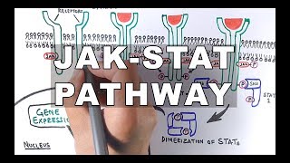 JAKSTAT Signalling Pathway [upl. by Akinod]