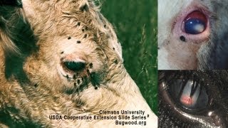 Pink Eye In Beef Cattle Causes Diagnosis Treatment  DL Step DVM [upl. by Lodmilla516]