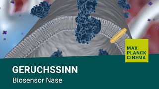 Geruchssinn  Biosensor Nase [upl. by Enyaw]