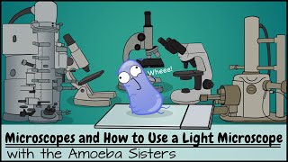 Microscopes and How to Use a Light Microscope [upl. by Gambrill]