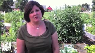 When and How to Harvest Dill [upl. by Tisha]