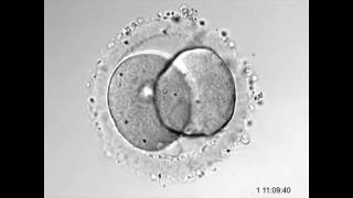 Interação do espermatozoide e óvulo  Time lapse  PRIMORDIA [upl. by Dwaine]