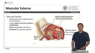 Histología del tubo digestivo   UPV [upl. by Eixela166]