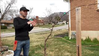 Cane Pruning Grape Vines in 6 Minutes [upl. by Faust334]